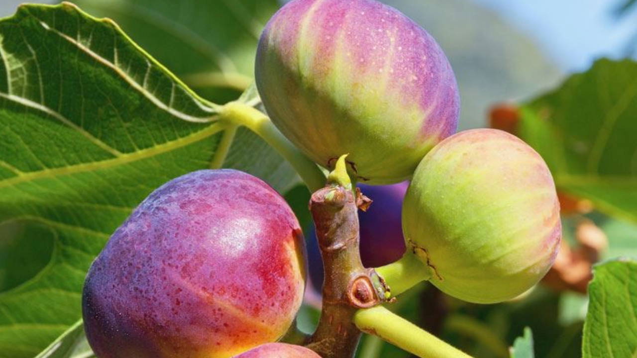 chpli yildiz boyle devam ederse incir ureticisi topragini terk etmek zorunda kalacak KmKSG5R6