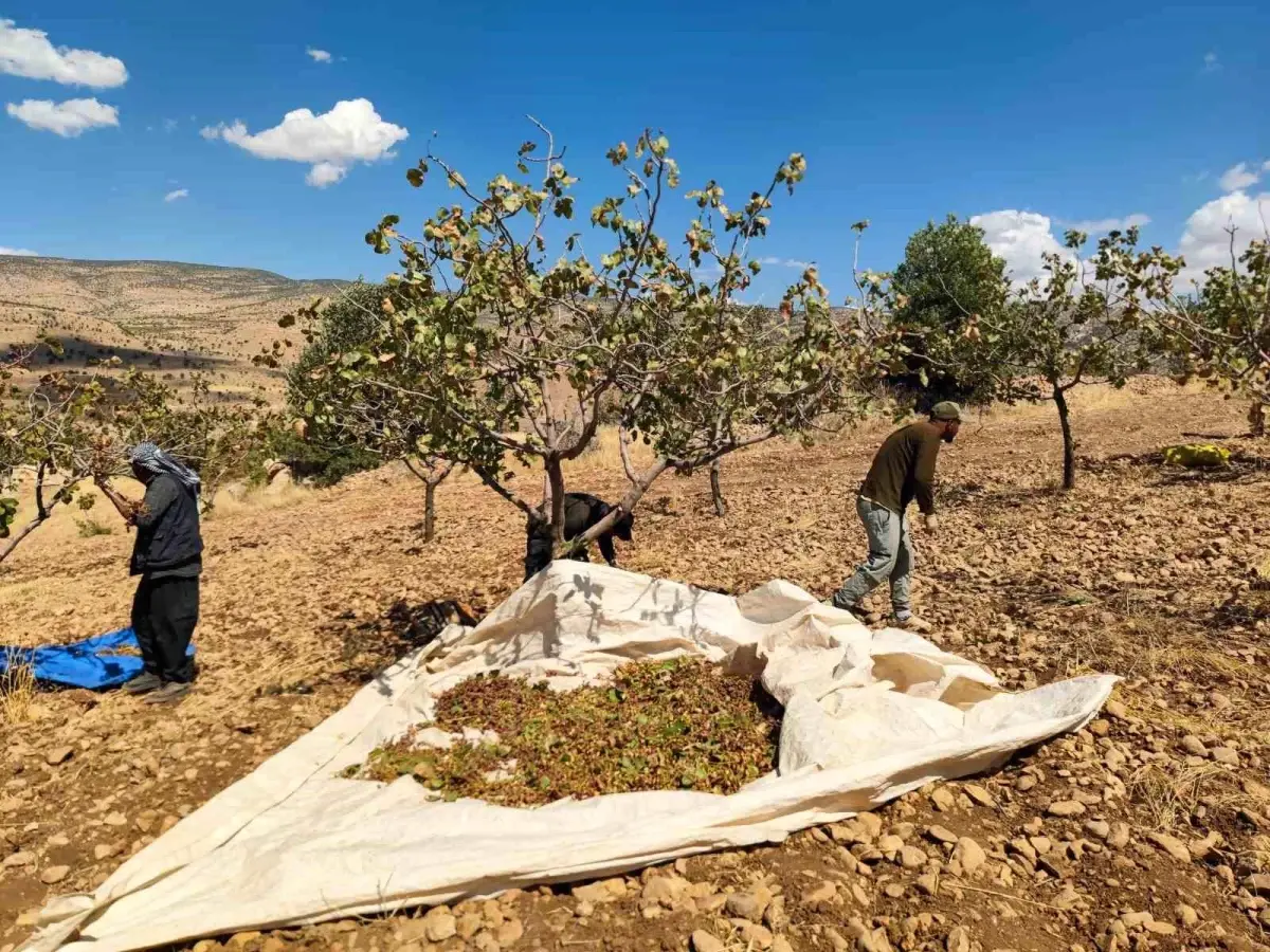 siirt fistik hasadi kuraklikla yuzlesiyor UrGsxMnf