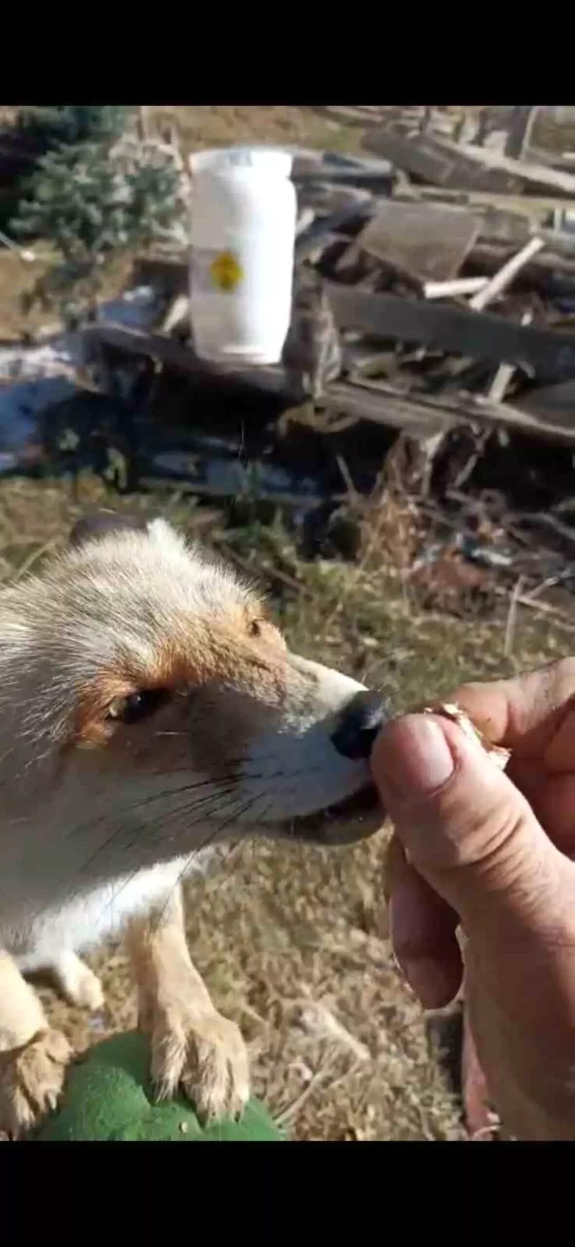 tilki ile dostluk aYGIa3Bv