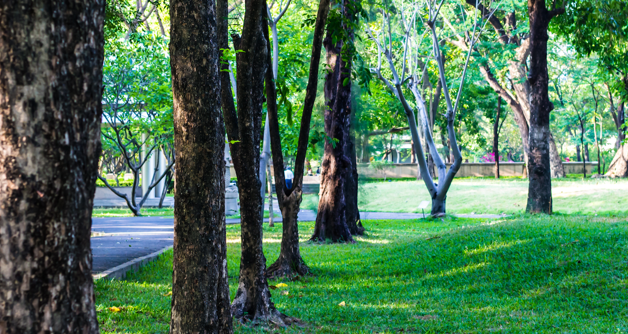 70 yildir gorulmeyen degerli ot parkta ortaya cikti bilim insanlari alana akin etti BhF8PuMl.jpg