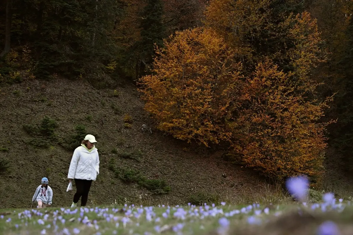 sonbahar renk cumbusu duzce sakarya bolu Sn4gGGcJ.jpg