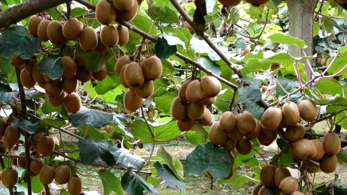 carsambada kivi hasadi basladi ACQ97xIM.jpg