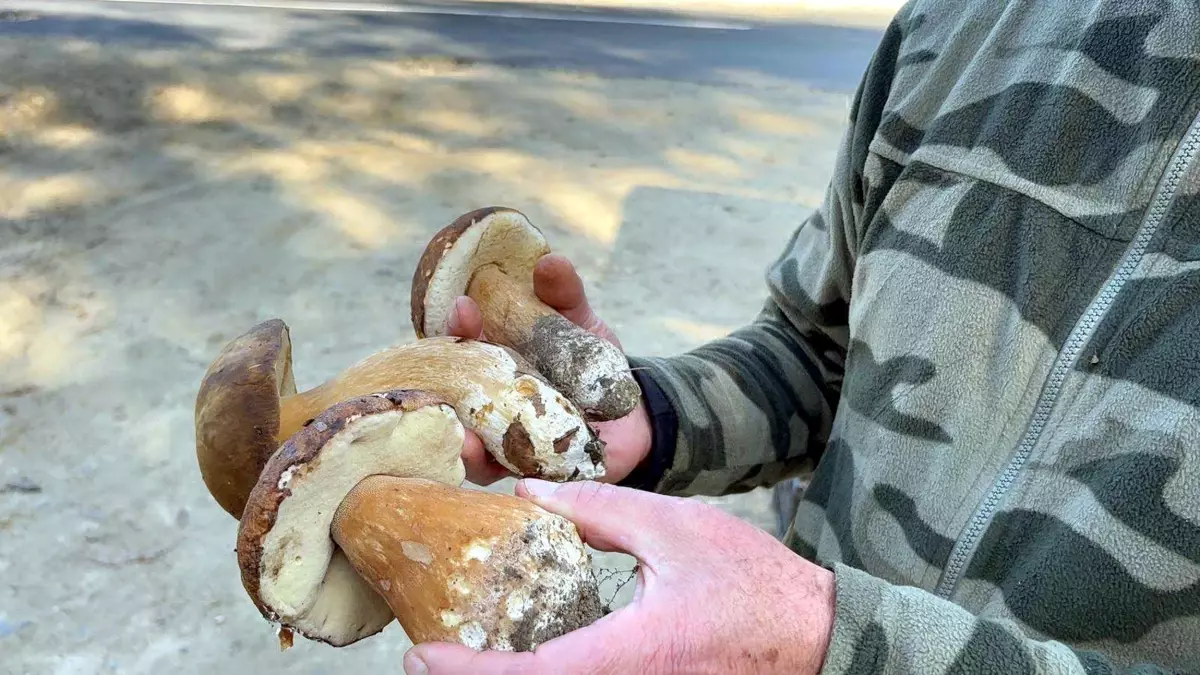 kuraklik mantarlari vurdu fiyatlar 500 tlye yukseldi MDWmOAz9.jpg